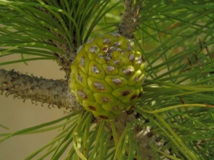 El valor del origen en los frutos secos
