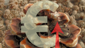 Precio del piñón