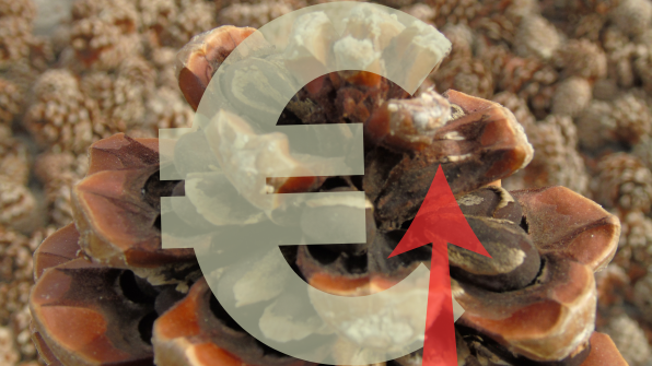 Precio del piñón